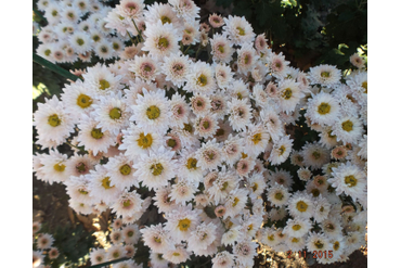 Жанна.
Селекция НБС