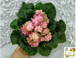 ЛЕ-Медуница (Е. Лебецкая) 2020 г.