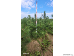 Сосна крымская черная Pínus Pallasiana - фото в питомнике - красовский-сад.рф