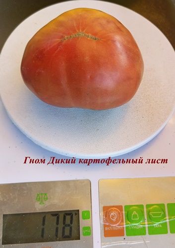 Томат Дикий картофельный лист (Dwarf Wild Spudleaf)