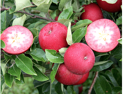 Яблоня Ред Пешн