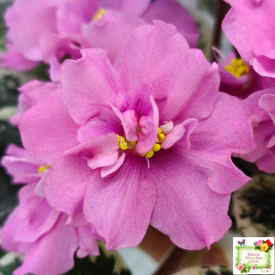 Р-Донна Роза Дальвадорес (В. Зуб) 2021 г.