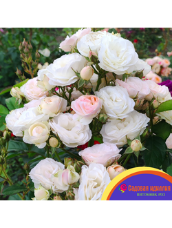 Букет Парфе (Bouquet Parfait)