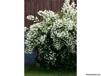 Чубушник венечный LimeStone - фото в ландшафте - красовский-сад.рф