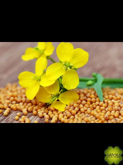 ГОРЧИЦА 1 КГ ОЗДАРАВЛИВАЕТ ПОЧВУ