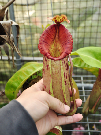 Nepenthes maxima x veitchii