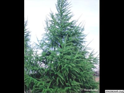 Лиственница европейская - Larix decidua