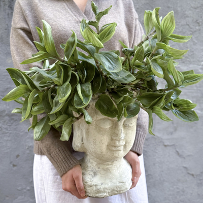 Традесканция в кашпо Будда