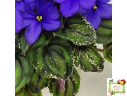 LV-БИГ (Л. Шевелева) 2024 г. трейлер (лист с детками посажен 15.08.25)