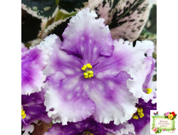 Dn-Дух Різдва (Д. Денисенко) 2020 г.