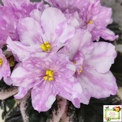 Rivermist Beguiling (J. Baker) (стартер)