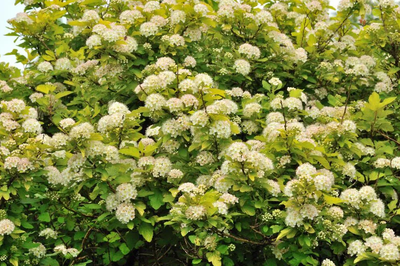 пузыреплодник калинолистный видовой