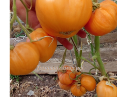 Томат Регби оранжевый (Rugby orange, США)