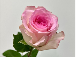 Роза Эквадор Мандала 50 см (чайно-гибридная)