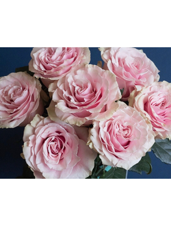 Пинк Мондиаль (Pink Mondial)