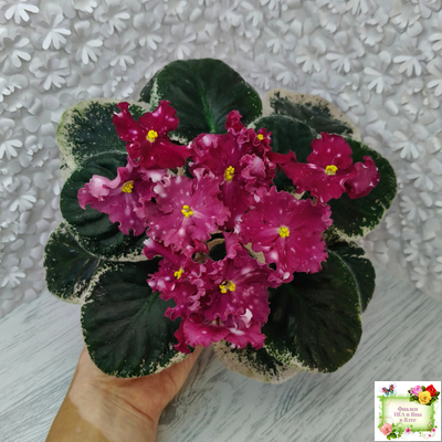 Rivermist Zeeva (J. Baker) (лист с детками укоренённый)