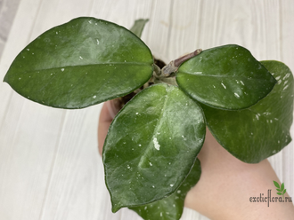 13/12/2024 hoya carnosa freckles