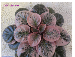 165) ДЕО- Восток (цвет)