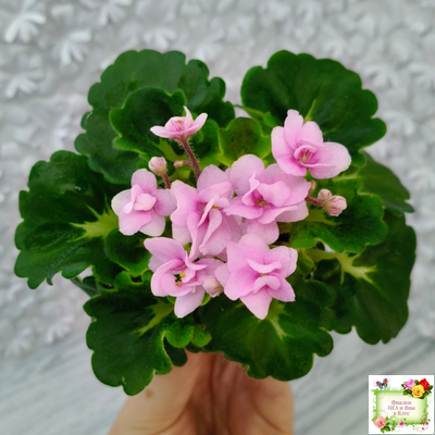 Goldilocks (L.Ray) (Голдилокс) (гёрл-лист с кроновой пестролистностью)