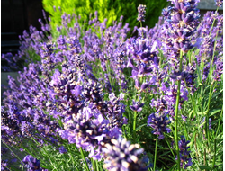 Лаванда (Lavandula angustifolia), Сербия (5 мл) - 100% натуральное эфирное масло