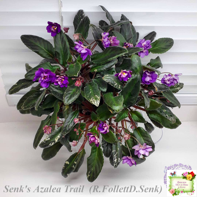 Senk's Azalea Trail (R.Follett/D.Senk) (9845) 01/30/2008 трейлер