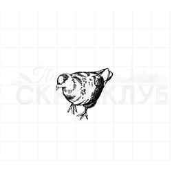 Штамп городской голубь, ищет еду