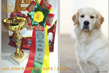 11 мес -  на выставке ТРКОО «Зооцентр » - всероссийская ( Ч РКФ - РФЛС ), Тула. 
Эксперт: Белкина Е.В. /Россия/. Во взрослом конкурсе - 8 группа лучшие - БЕСТ - 3 место BIG-3!
