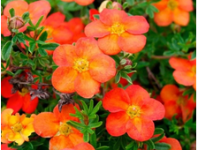 Лапчатка кустарниковая Ред Айс