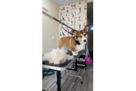 Вельш-корги-пемброк ЭЛАЙ