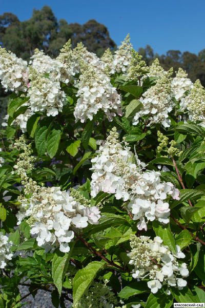 Гортензия метельчатая Кэнделлайт