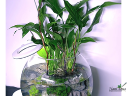 Спатифиллум уоллиса (куст)