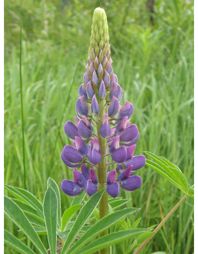 "Цветы люпина " силиконовый молд (вайнер)