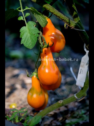 Томат Мила, 10 шт.