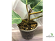 Ficus lutea / фикус Лютея