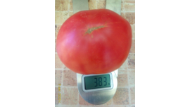 Томат Толстяк из Потанеса