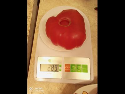 Томат Австралиец (Aussie), Австралия