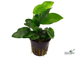 Розеточные растения для аквариума