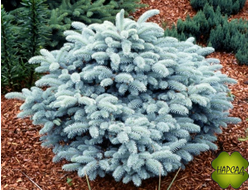 Ель колючая "Глаука Глобоза" (саженец 30х30 см)