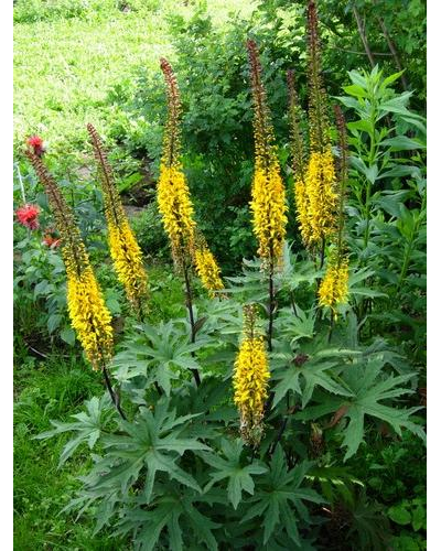Бузульник Пржевальского (Ligularia przewalskii)
