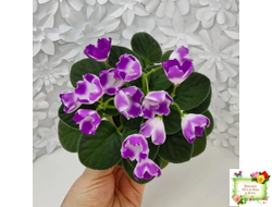 SimSim Magic Bells (Alex Mayer) (лист посажен 07.10.25)