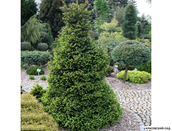 Ель Виллс Цверг - Wills Zwerg