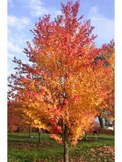 Багрянник японский