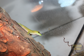 Мадагаскарский дневной геккон, Фельзума Мадагаскарская, Phelsuma madagascariensis