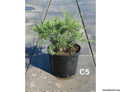 Можжевельник казацкий Тамарисцифолиа - Tamariscifolia