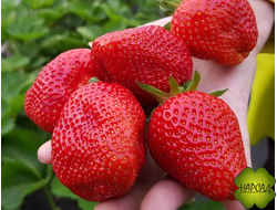 КЛУБНИКА "БЕРЕГИНЯ" (ПОЗДНЯЯ, НЕПРИХОТЛИВА, СЛАДКАЯ)