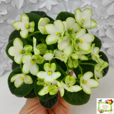 Mac's Misty Meadow (G.McDonald)