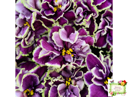 ВаТ-Классический Вкус (Т. Валькова) 2019 г.