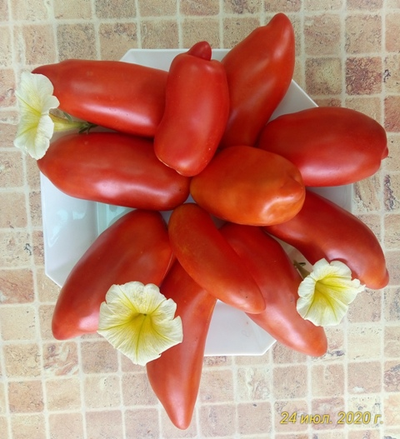 Томат Сибирский казак