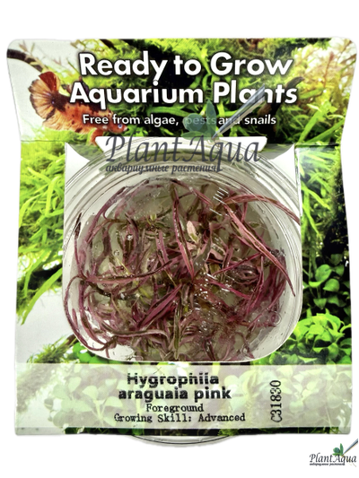 Гигрофила Пинк леди (меристемная) Сингапур