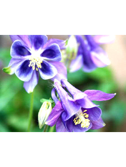 Аквилегия (Водосбор)